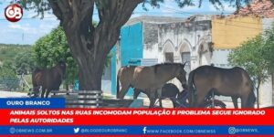 Animais soltos nas ruas de Ouro Branco incomodam população