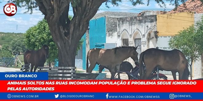Animais soltos nas ruas de Ouro Branco incomodam população