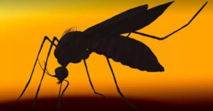 CTNBio aprova biossegurança de vacina contra a dengue