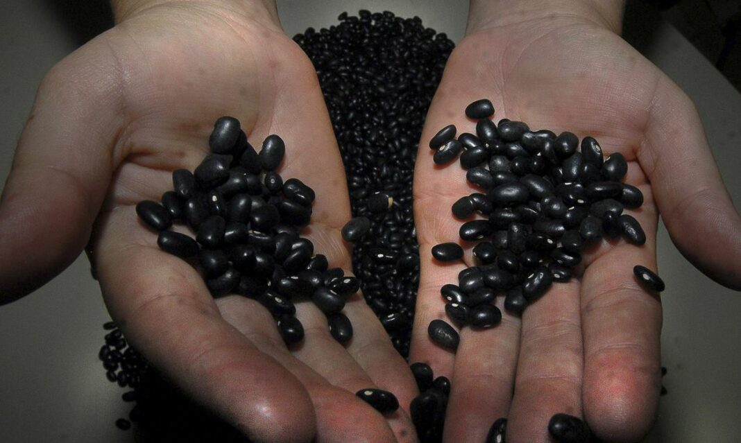 Estudo aponta que feijão