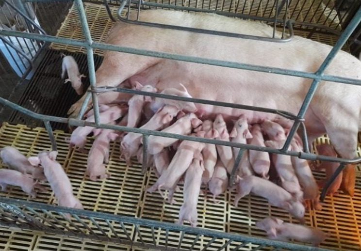 Porca dá à luz 41 leitões em Santa Catarina; entenda o caso – Gláucia Lima