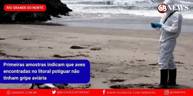 Primeiras amostras indicam que aves encontradas