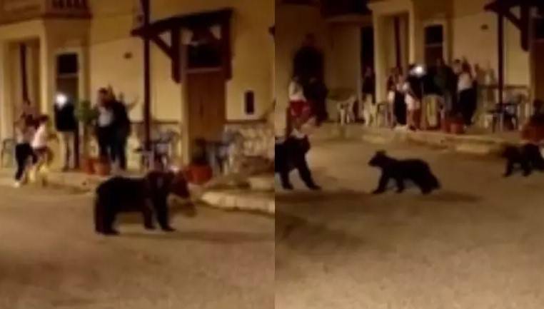 [VÍDEO] Ursa é morta a tiros em vilarejo na Itália; filhotes ficam sozinhos, e caso gera revolta