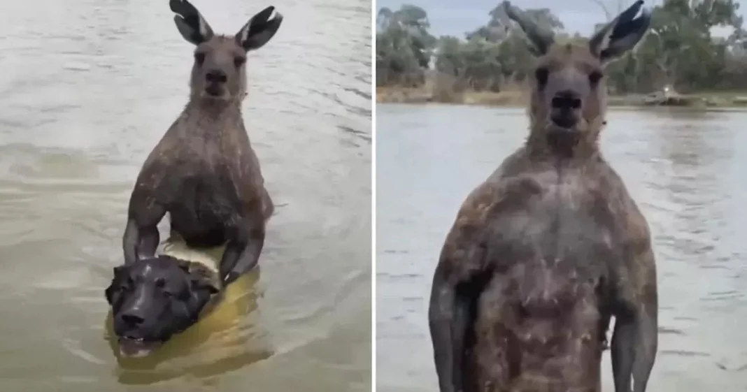 Homem luta com canguru “fortão” que tentava afogar cachorro