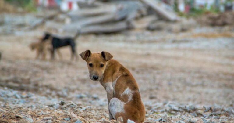 Sancionada lei que concede o Título de Utilidade Pública à Associação Ourobranquense