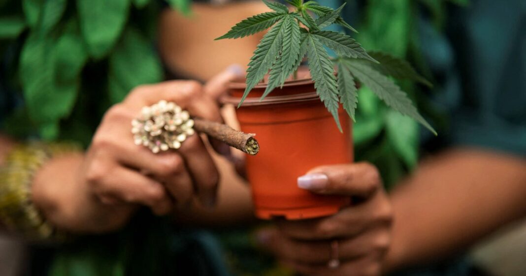 EUA pode reclassificar maconha