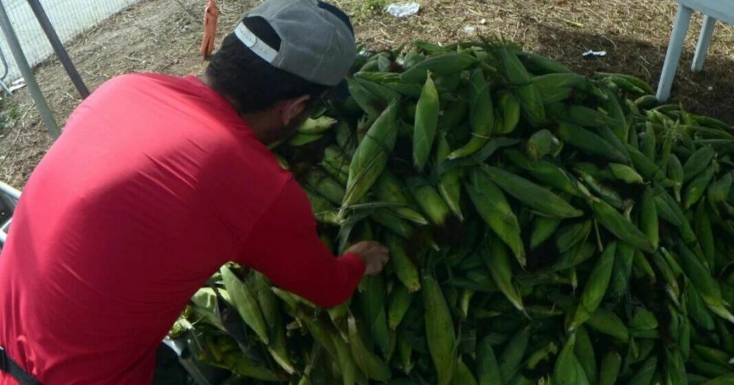 Com alta de 6,8%, safra de grãos do RN