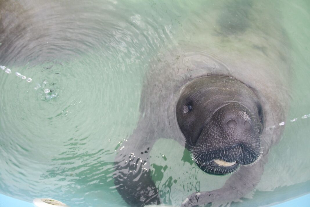 Após 6 anos de aclimatação, peixe-boi Luara será solta no RN