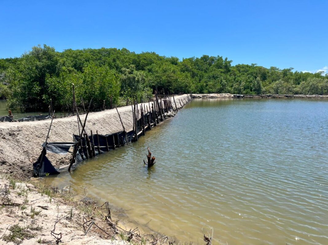 Ameaça: carcinicultura e salinas podem triplicar área sobre manguezais