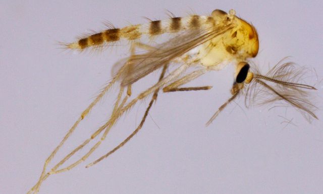 Nova espécie de inseto é identificada no Rio Grande do Norte