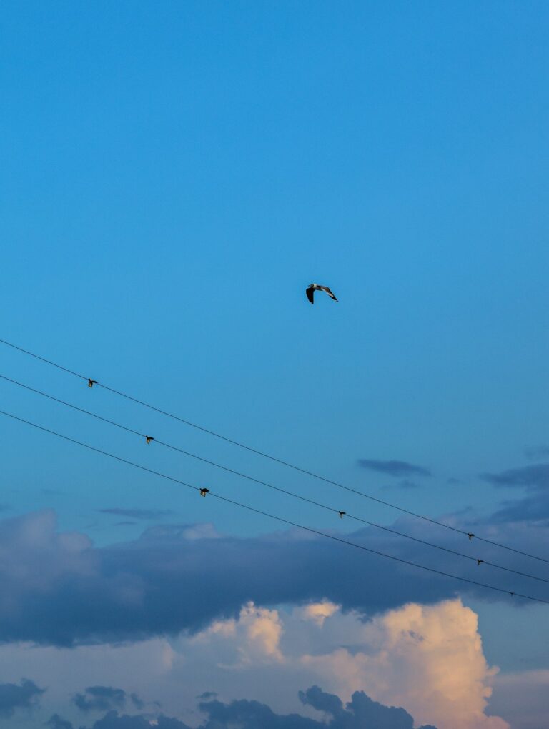 Projeto reduz mortes de aves por colisão com linhas de energia no RN