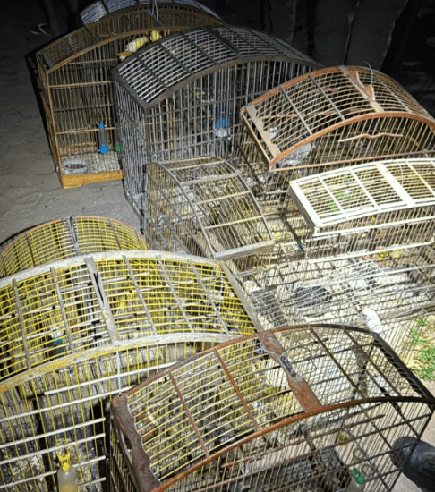 Policiais da 7ª CIPM prendem homem por crime ambiental e posse ilegal de munição na zona rural de Maxaranguape, RN