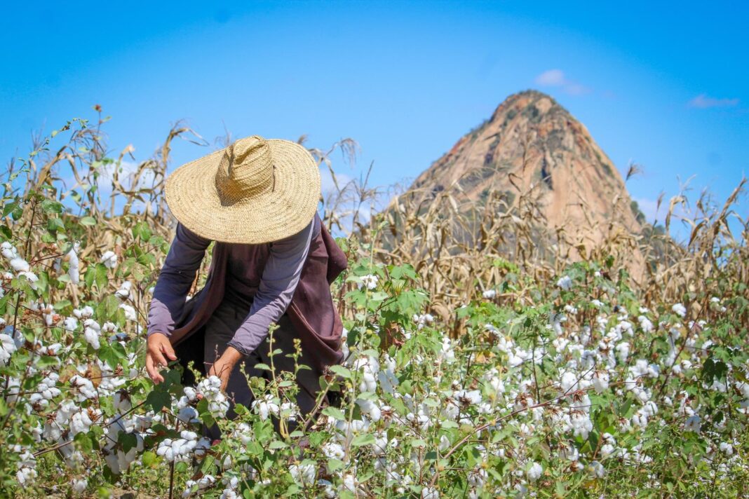 Programa Garantia-Safra abre inscrições para agricultores familiares do RN com benefício de R$ 1.200