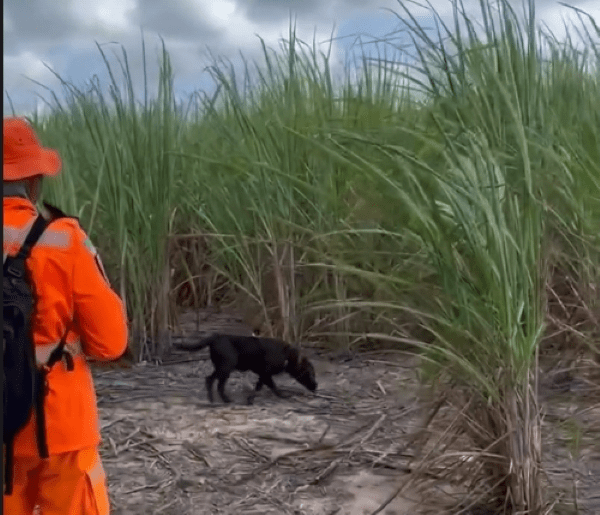 Corpo de Bombeiros intensifica buscas por mulher desaparecida em Goianinha