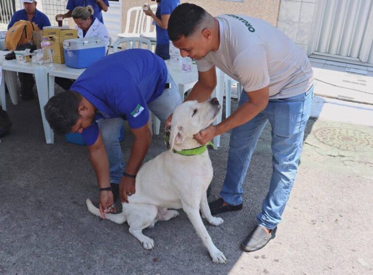 Dia D da campanha Antirrábica em Natal acontece neste sábado (27)