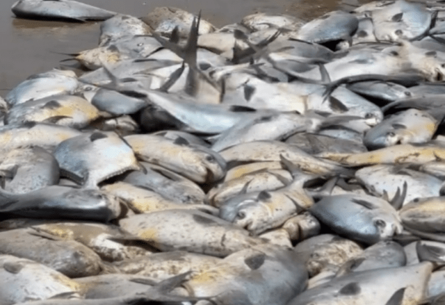 Pescadores de Galinhos comemoram temporada recorde de pesca