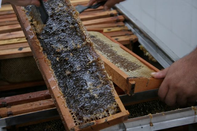 Produção de mel bate recorde e ultrapassa 1,1 milhão de quilos no RN