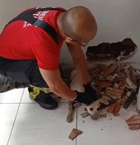 Bombeiros resgatam cão preso entre paredes na Zona Norte de Natal