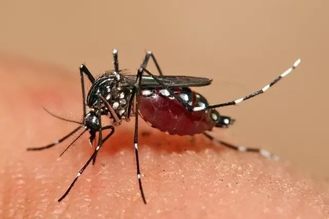 Dia D de combate ao Aedes Aegypti acontece neste sábado em todo o país