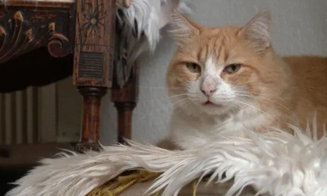 Gato é condenado à prisão domiciliar na França por invadir quintal de vizinho