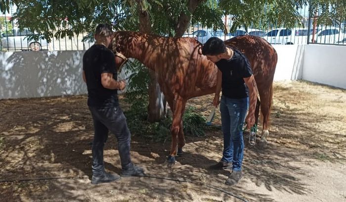 No momento, você está visualizando UnP leva suporte veterinário para tradicional Cavalgada da Luz em Mossoró
